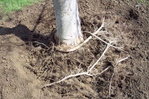 Same tree after the root collar has been exposed with the AirKnife