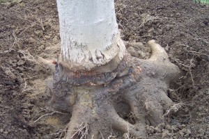 The girdling roots are pruned off of the same tree.