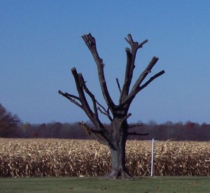 topped tree